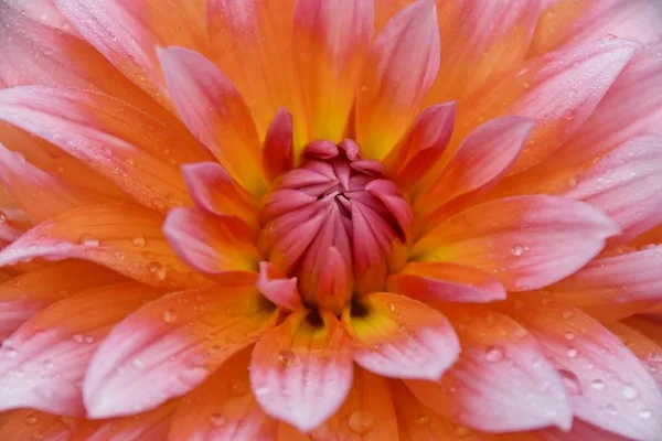 Hermosa Dahlia Blossom —  Fotos de Stock