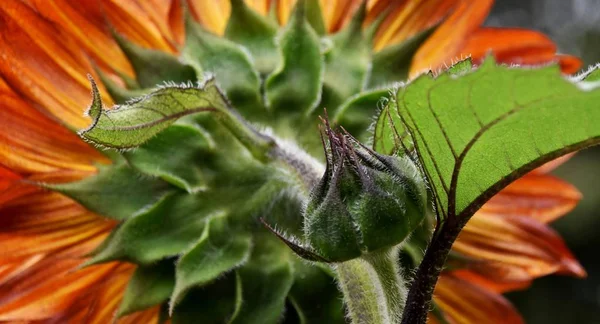 Girasol naranja y amarillo —  Fotos de Stock