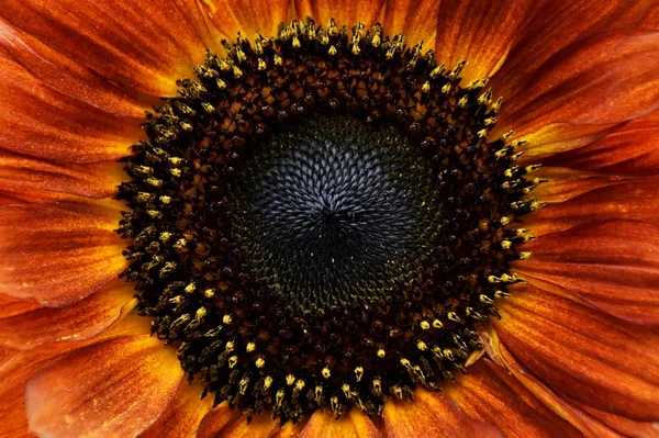 Girasol naranja y amarillo — Foto de Stock