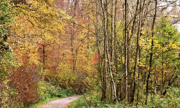 Sonbahar renkli kayın ağaçlarının