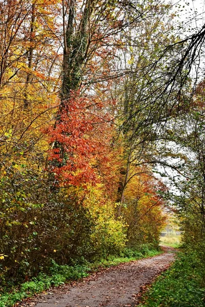 Árboles de haya de color otoño —  Fotos de Stock