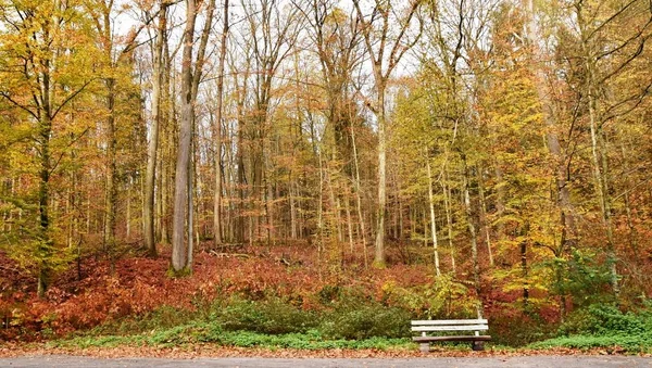 Outono árvores de faia coloridas — Fotografia de Stock