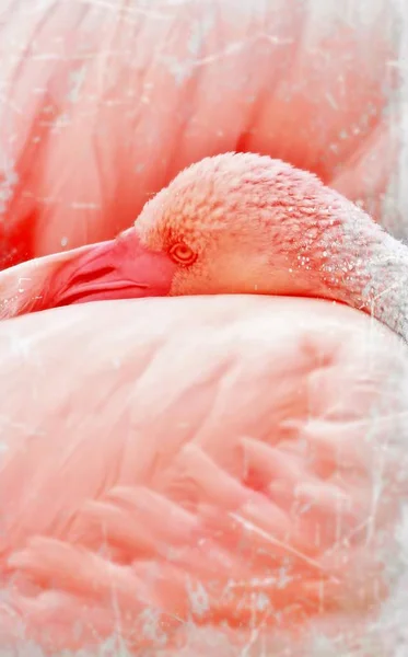 Impressão rosa Flamingo — Fotografia de Stock