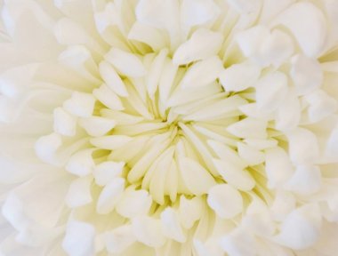 Güzel beyaz Dahlia çiçeği yakın çekim