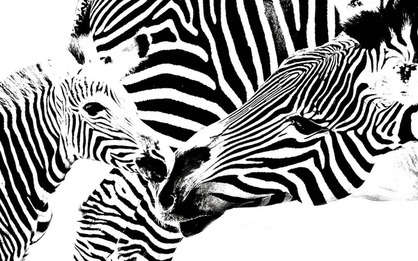 Közelkép Zebra Anya Borjú — Stock Fotó