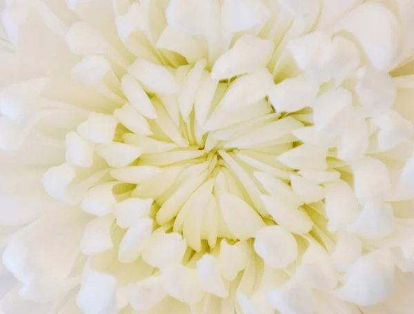 Close Beautiful White Dahlia Blossom — Stock Photo, Image