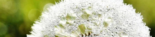 Bir blowball çiğ damlaları ile yakın çekim