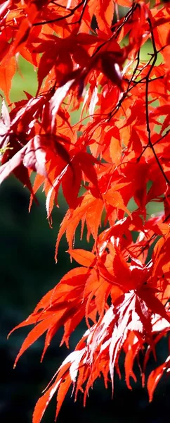 Close up of beautiful red Maple leaves