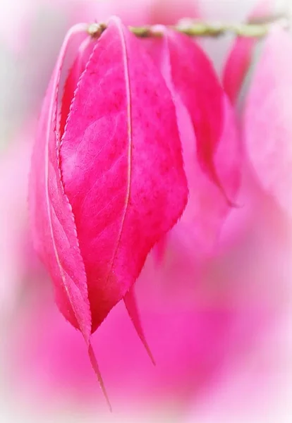 Close Pink Leaves Autumn Sunlight — Stock Photo, Image
