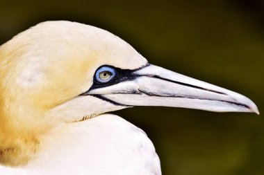 Bir güzel Gannet Seabird yakın çekim