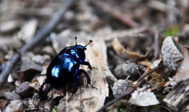 Bir orman katta bir bok böceği, yakın çekim