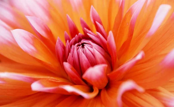 Primer Plano Hermosa Flor Dahlia Naranja —  Fotos de Stock