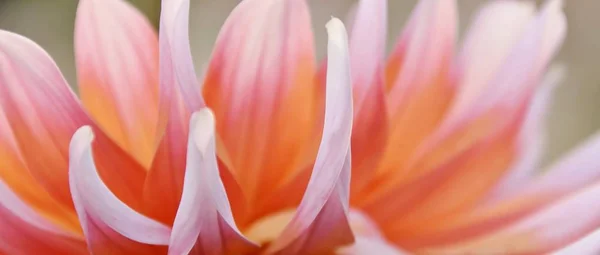 Close Beautiful Orange Dahlia Flower — Stock Photo, Image