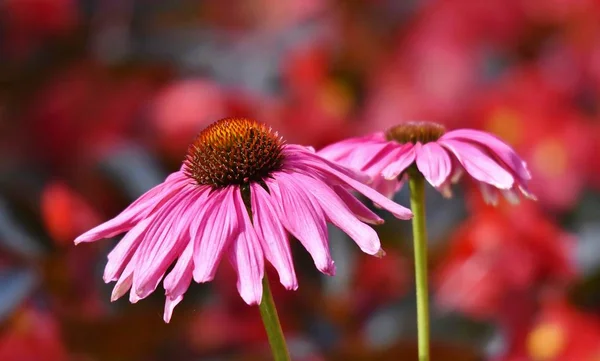 아름다운 분홍빛 가까이 — 스톡 사진
