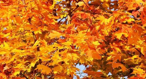 Nahaufnahme Von Blättern Schönen Herbstfarben — Stockfoto