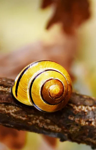 Закрыть Маленький Желтый Дом Snail — стоковое фото