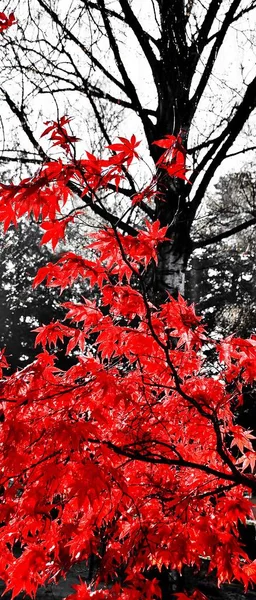 Закрыть Красивые Красные Листья — стоковое фото