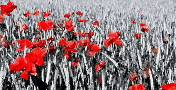 Červený Mák Jarním Kukuřičném Poli Slunci — Stock fotografie