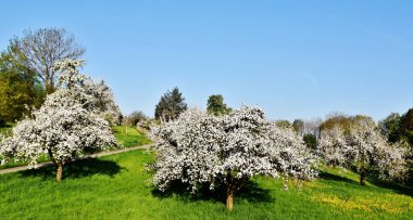 Baharda açan meyve ağaçları ile manzara