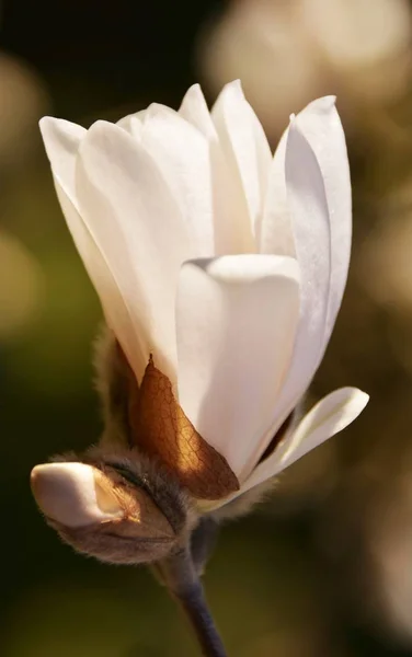Close Beautiful Pink White Alexandrina Magnolia Blossom — Stock Photo, Image