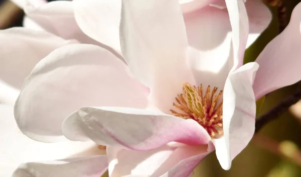 Gros Plan Belle Fleur Rose Blanche Alexandrina Magnolia — Photo