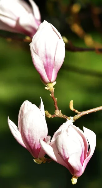 Gros Plan Belle Fleur Rose Blanche Alexandrina Magnolia — Photo