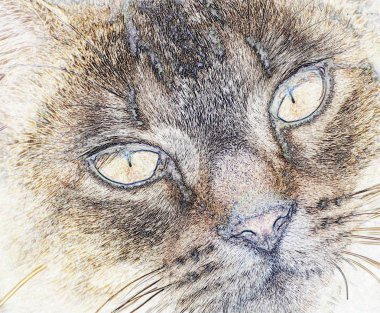 Güzel büyük kedi gözlerini kapat.