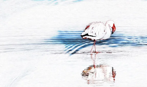 Nahaufnahme Eines Flamingos Einem See Auf Der Suche Nach Nahrung — Stockfoto