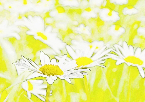 Close Daisy Bright Sunlight — Stock Photo, Image