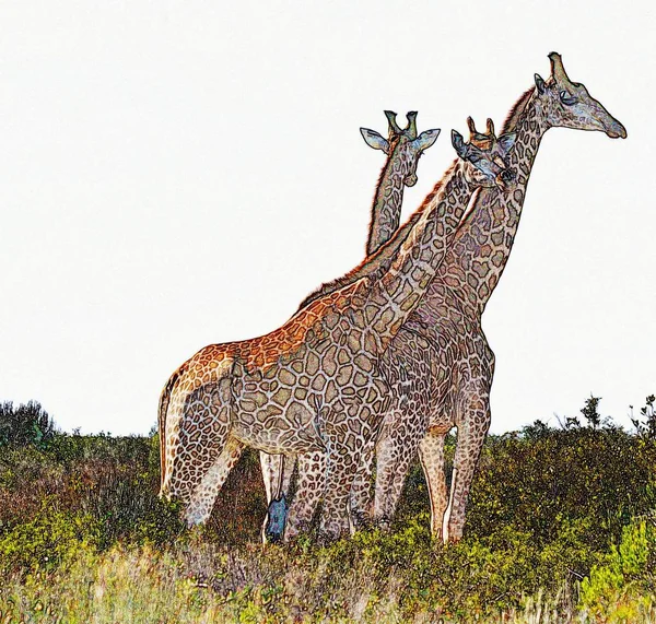 Zbliżenie Żyrafy Stojącej Finebos Rezerwacie Gry — Zdjęcie stockowe