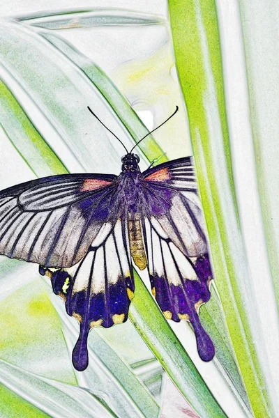 美しい蝶を植物の上に閉じ込め — ストック写真