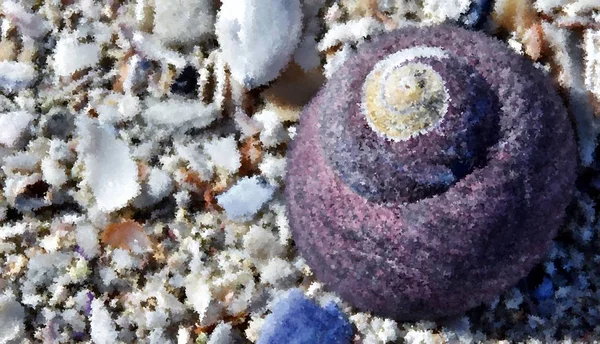 Close Purple Sea Snail House Beach Sand — Stock Photo, Image
