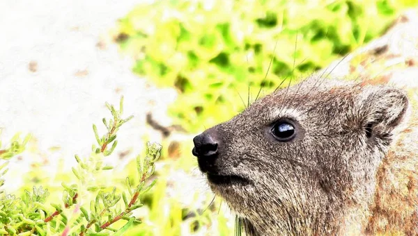 ヘルマナスにケープハイラックスのクローズ アップ — ストック写真