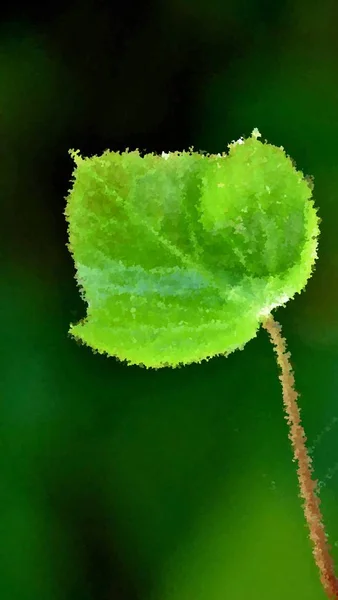 Nahaufnahme Von Grünen Efeublättern Der Sonne — Stockfoto