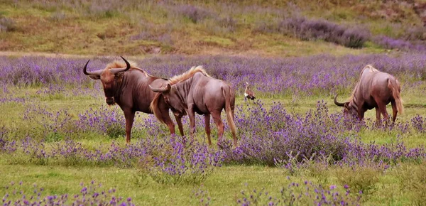 Primer Plano Ñus Prado Con Hierba Azul — Foto de Stock