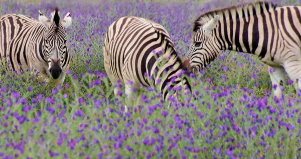 Κοντινό Πλάνο Του Zebras Ένα Λιβάδι Ανθισμένα Bluebruid — Φωτογραφία Αρχείου