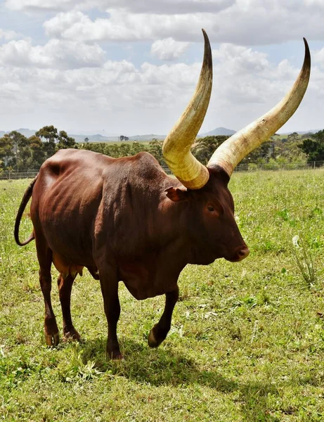 Fechar Uma Vaca Ankole Com Chifres Grandes — Fotografia de Stock