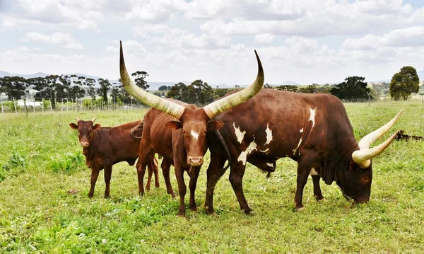 Närbild Ankole Cow Med Stora Horn — Stockfoto