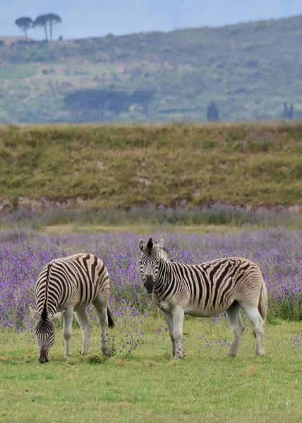 Close Zebras Prado Com Plantas Daninhas Floridas — Fotografia de Stock