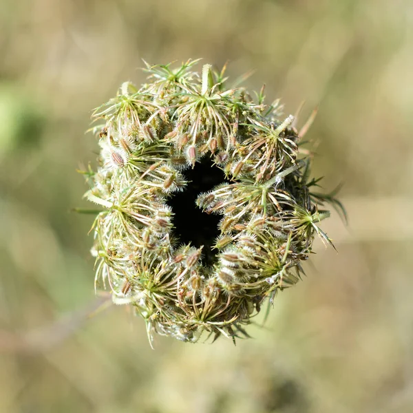 Kuru bitki makro — Stok fotoğraf
