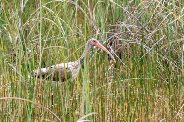 Everglades, Florida 'da yürüyen genç Amerikan beyaz aygırları.