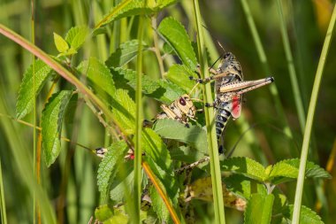 Bir çift yetişkin Doğu Lubber çekirgesi Everglades Na 'da
