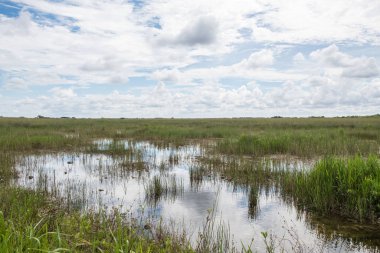 Florida 'daki Everglades Ulusal Parkı manzarası