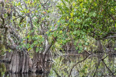 F 'deki Everglades Ulusal Parkı' ndaki mangrovların manzara görüntüsü