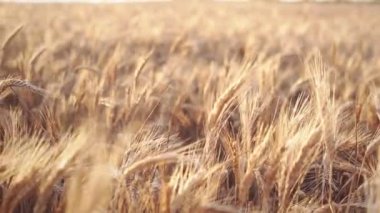 Sorunsuz sağdan sola olgun çavdar alanındaki uçan kamera