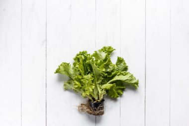 Kök ve toprak beyaz rustik zemin üzerine taze marul.