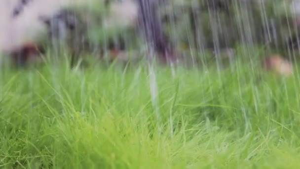 Close-up em um gramado jovem verde. Mão regando com uma lata de rega. Devagar. — Vídeo de Stock