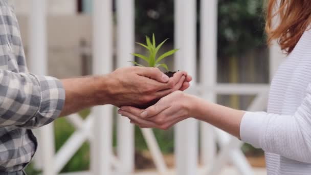 A man hands passes a sprout with handful of earth into young woman hands. — Stock Video