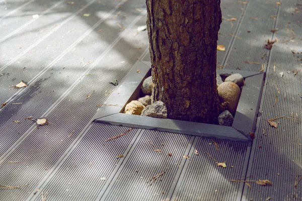 Como salvar uma árvore enquanto constrói um terraço . — Fotografia de Stock