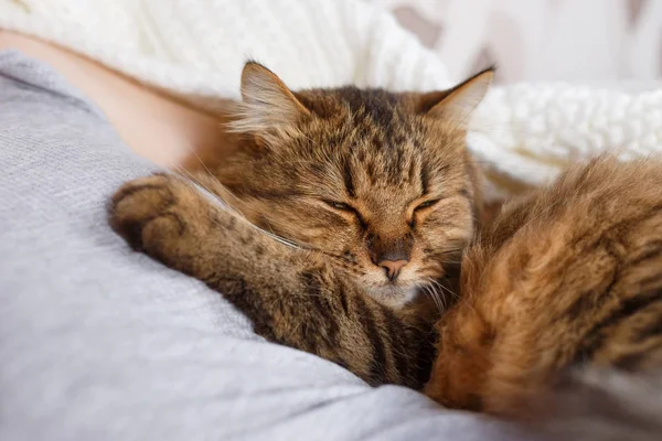 Macska alszik egy emberi kar — Stock Fotó
